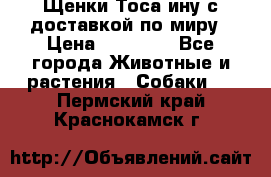 Щенки Тоса-ину с доставкой по миру › Цена ­ 68 000 - Все города Животные и растения » Собаки   . Пермский край,Краснокамск г.